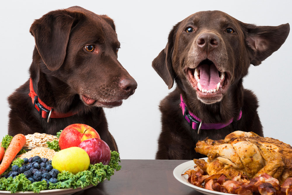 hunde-beim-fressen Beke Lübben Instagram